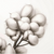 Cotton